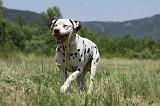 DALMATIEN 383